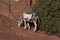 Donkey in the Atlas Mountains