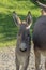 A Donkey Baby in Carona Italy