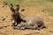 Donkey baby at the farm land countryside