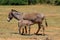 Donkey baby and mother at the farm land countryside