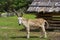 Donkey in barnyard at David Crockett Birthplace State Park