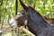 Donkey behind a fence