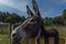 Donkey behind a fence being curious of what is going on in Pietersheim, Lanaken, Belgium