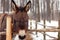 Donkey behind the fence in winter