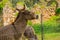 Donkey behind metal fence