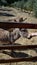 Donkey behind a wooden fence in Sardinia