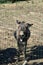 Donkey behind a wooden fence in Sardinia