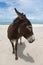 Donkey On A Brazilian Beach