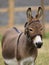 Donkey In Bridle