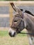 Donkey In Bridle