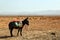 Donkey in a bridle and saddle against the backdrop of a desolate landscape