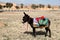 Donkey in a bridle and saddle against the backdrop of a desolate landscape in the Sahara desert on the road from Ouarzazat to Fez