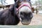 Donkey brown is sad in the paddock. Red reins for riding on the head. Shaggy pet in the corral. Donkey nose and mouth