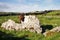 Donkey in The Burren, Ireland