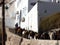 Donkey caravan and a drover, on the streets of the old town of Fira, Santorini island, Greece.