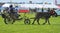 Donkey and carrage at a show in Ireland