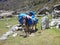 Donkey carrying luggage of trekkers