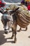 Donkey carrying a sunflower in chinchon near madrid.