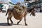 Donkey carrying a sunflower in chinchon near madrid.