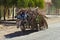 Donkey Cart filled with dryed palm leaves, Morocco