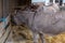 donkey on christmas market stall