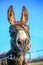 Donkey close up at blue sky