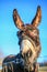 Donkey close up at blue sky