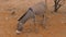 Donkey Close Up Of Eating Dry Grass On The Red Sandy Land In The Desert