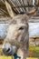 Donkey close up portrait at a park.