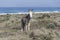 Donkey at Cofete beach, Fuerteventura, Spain