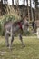 A donkey in the Colca Canyon park