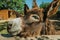 Donkey on a corral from a farm