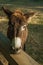 Donkey on a corral from a farm