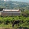 A donkey on a countryside landscape, Crete, Greece