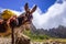 Donkey in Cova de Paul votano crater in Santo Antao island, Cape Verde