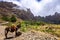 Donkey in Cova de Paul votano crater in Santo Antao island, Cape Verde