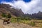 Donkey in Cova de Paul votano crater in Santo Antao island, Cape Verde