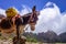 Donkey in Cova de Paul votano crater in Santo Antao island, Cape Verde