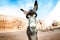 Donkey on a desert in Jordan national park - Wadi Rum desert. Travel photoshoot. Natural background.