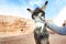 Donkey on a desert in Jordan national park - Wadi Rum desert. Travel photoshoot. Natural background.