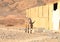 Donkey in desert in Marsa Alam