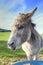 Donkey eating a carrot in the field