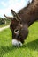 Donkey eating Grass