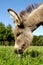 Donkey eating grass