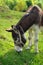 Donkey eating grass