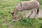 Donkey Eating Grass