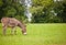 Donkey Eating Grass