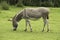 Donkey Eating Grass