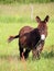 Donkey eating grass in a field