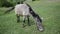 Donkey eating grass on a meadow